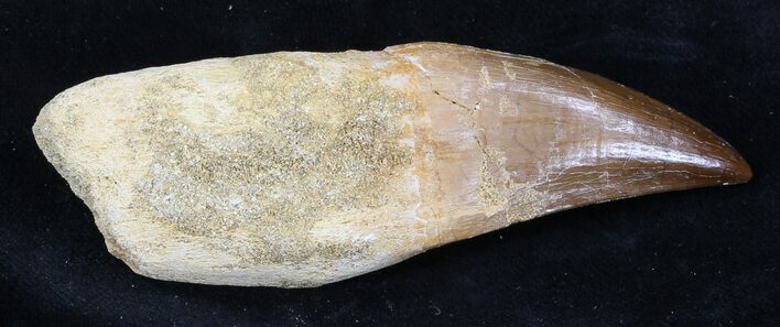 Rooted Mosasaur (Prognathodon) Tooth #35748